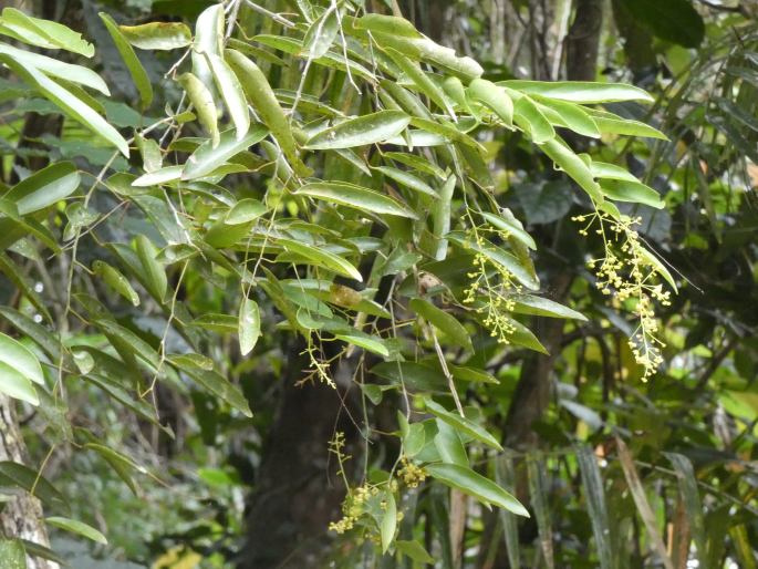 Hypserpa laurina