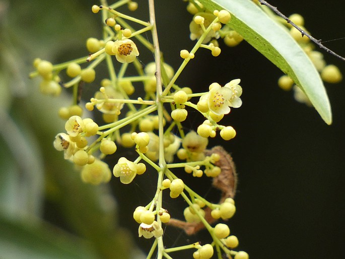 Hypserpa laurina