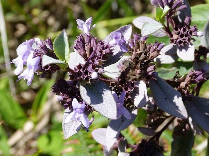 HYPTIDENDRON ARBOREUM (Benth.) Harley