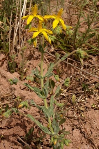 Hypericum tomentosum subsp. wallianum