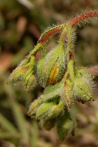 Hypericum tomentosum subsp. wallianum