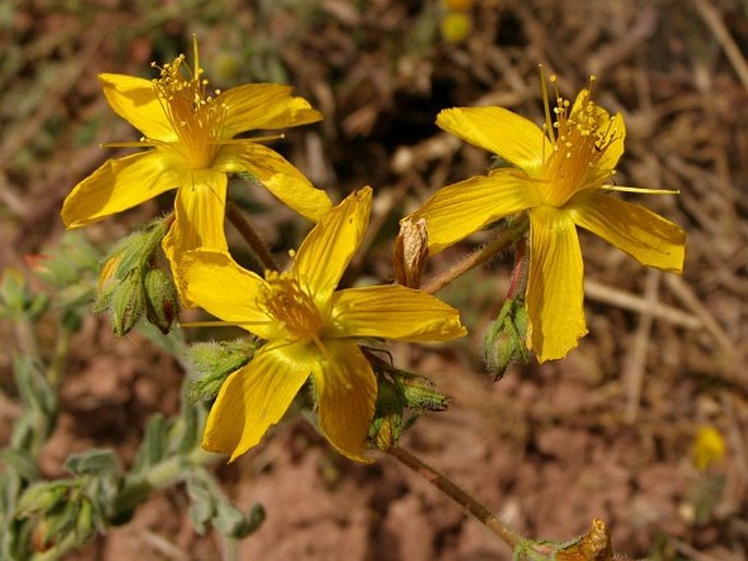 Hypericum tomentosum subsp. wallianum