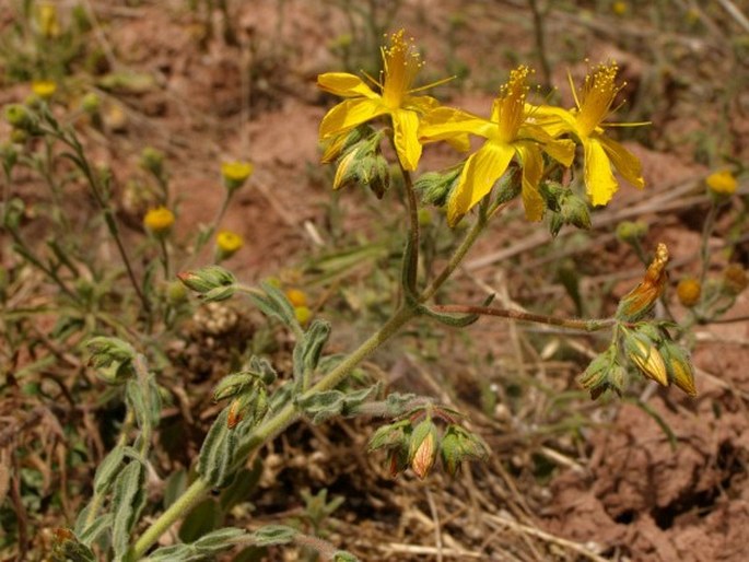 Hypericum tomentosum subsp. wallianum