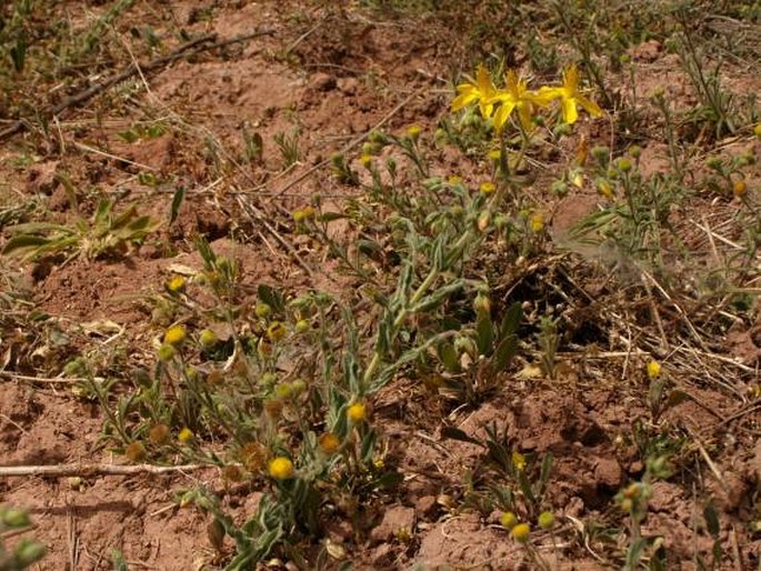 Hypericum tomentosum subsp. wallianum