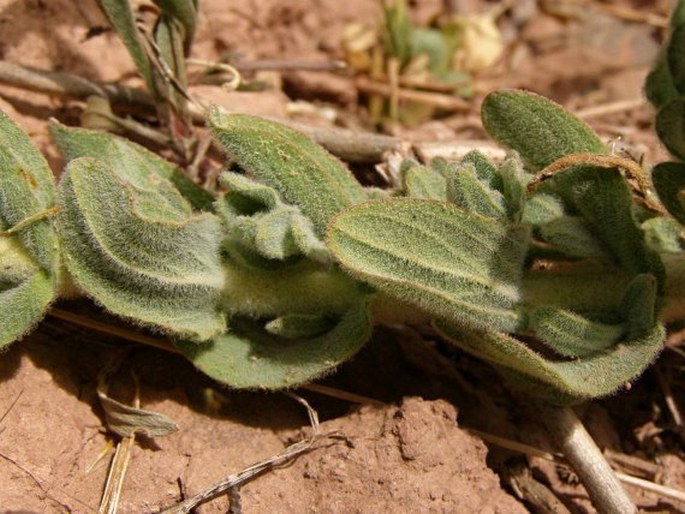 Hypericum tomentosum subsp. wallianum