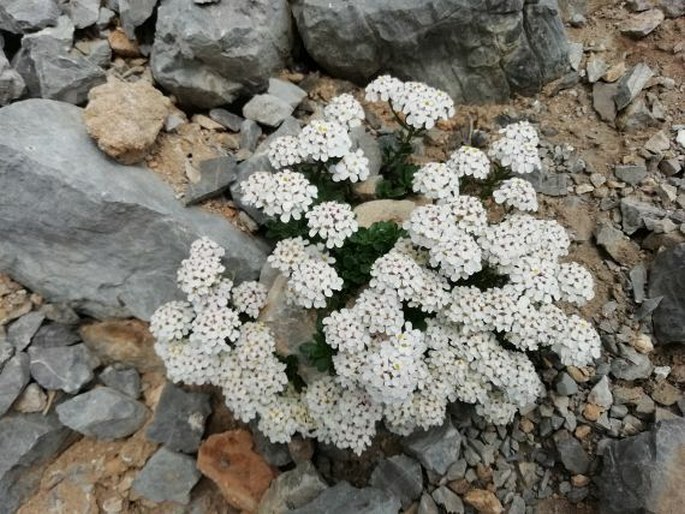 Iberis carnosa