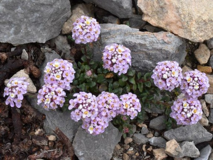 Iberis carnosa