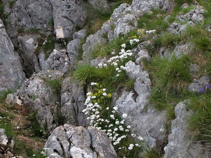 Iberis sempervirens