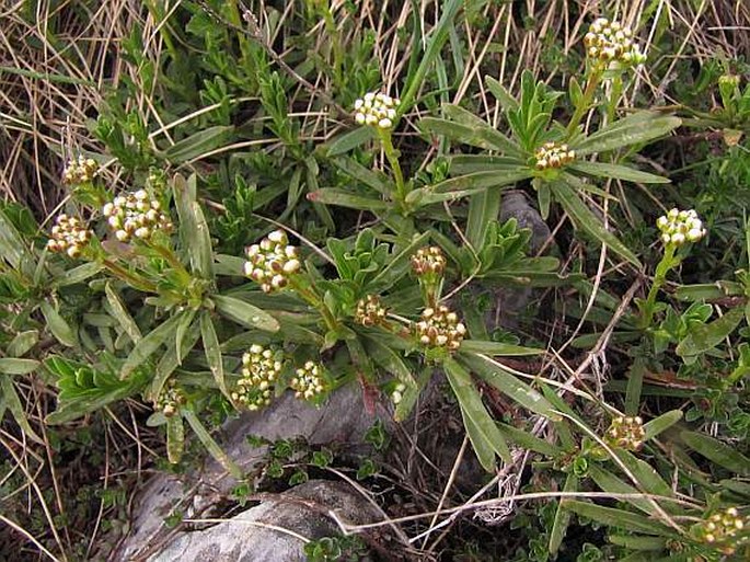 Iberis sempervirens