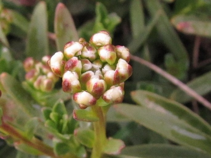 Iberis sempervirens