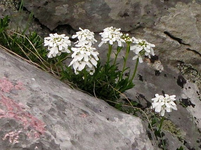 Iberis sempervirens