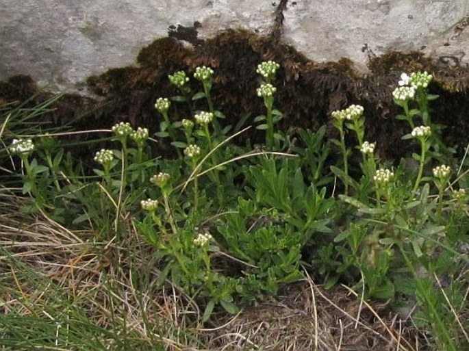 Iberis sempervirens