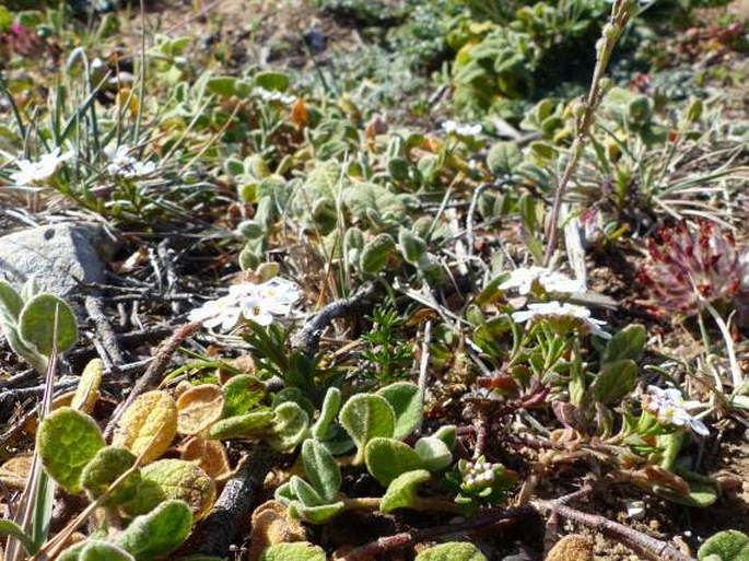 Iberis procumbens