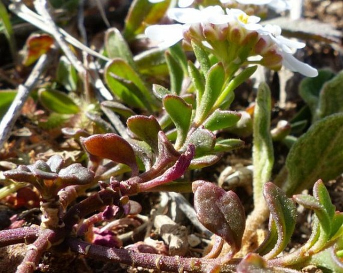 Iberis procumbens