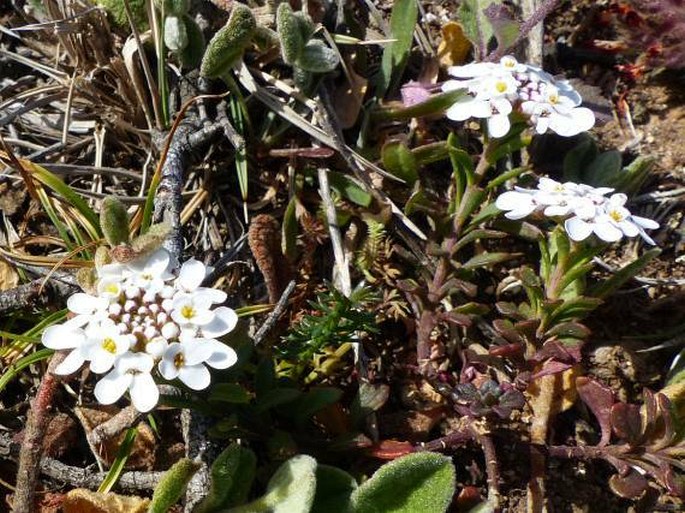 Iberis procumbens