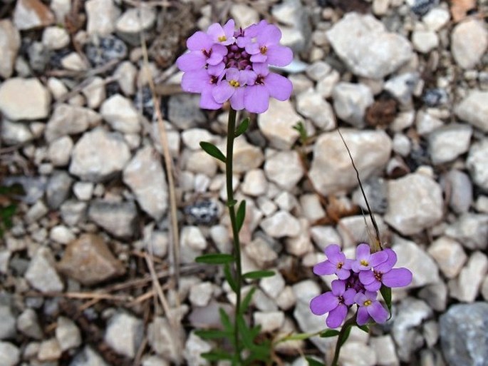 Iberis umbellata