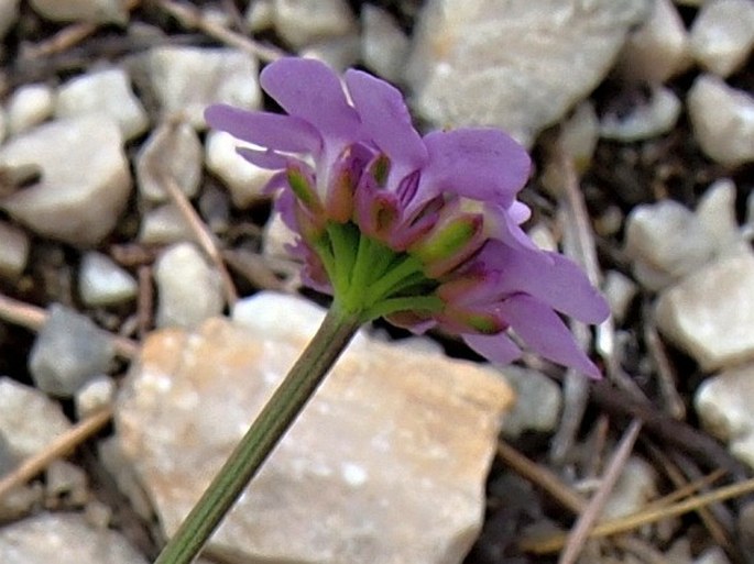 Iberis umbellata