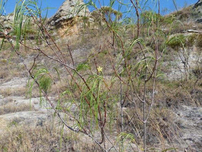 Ischnolepis graminifolia