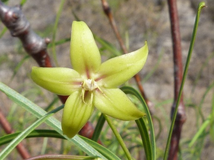 Ischnolepis graminifolia