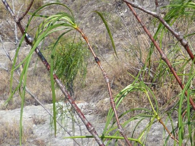 Ischnolepis graminifolia