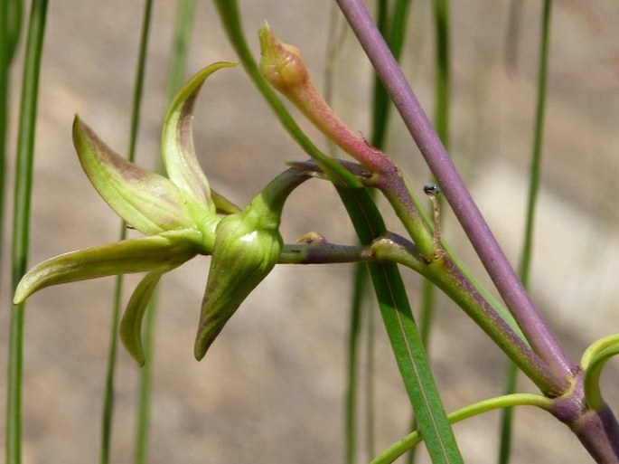 Ischnolepis graminifolia