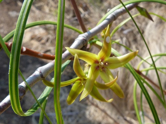 Ischnolepis graminifolia