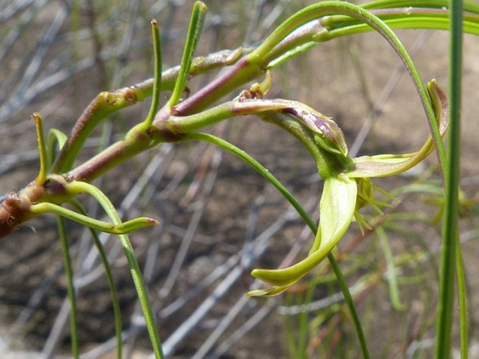 Ischnolepis graminifolia