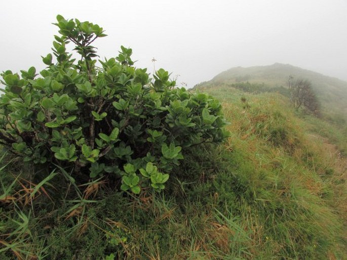 Ilex perado subsp. azorica