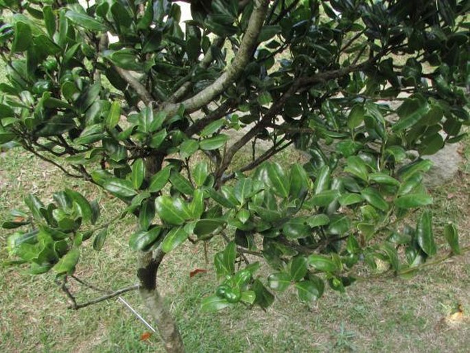 Ilex perado subsp. azorica