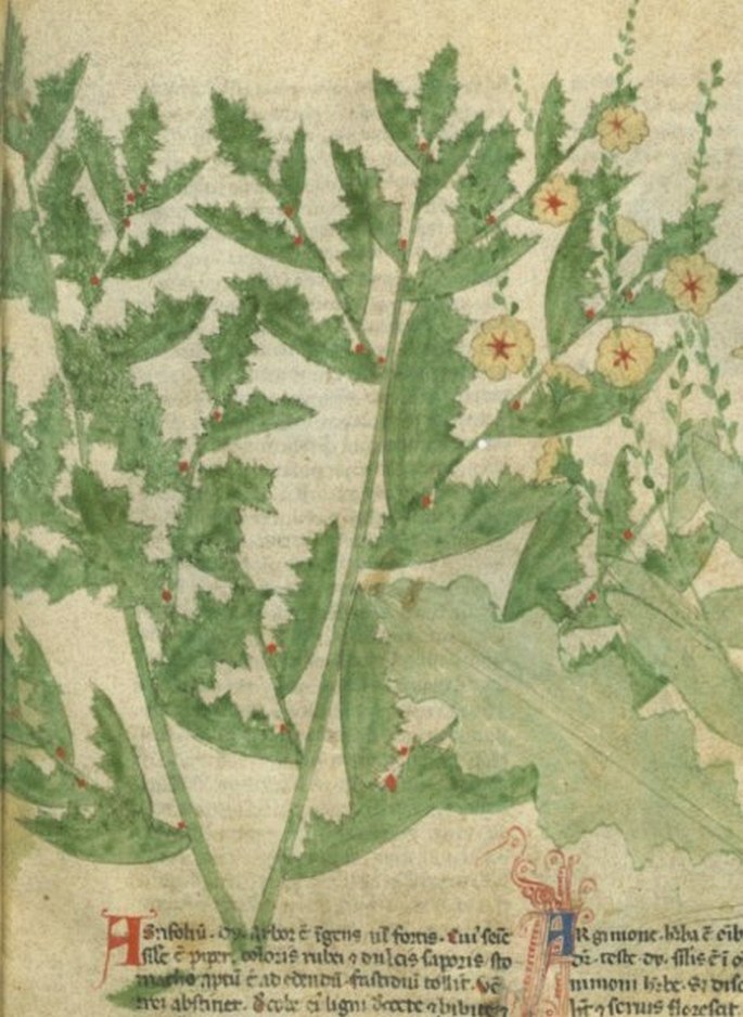 Iconographia plantarum: Ilex L.
