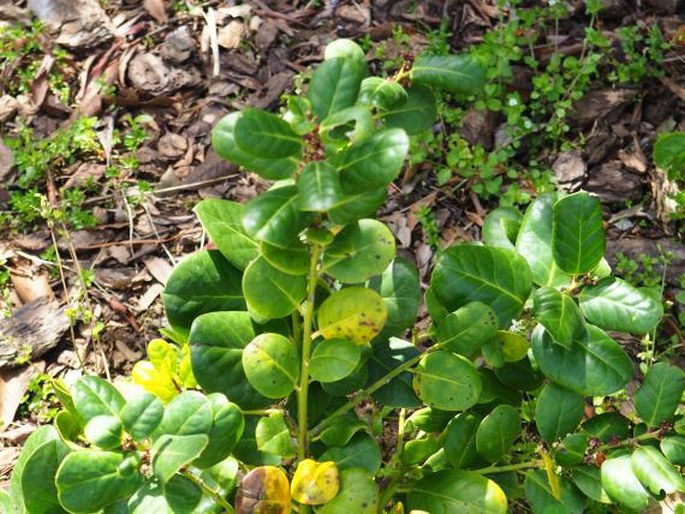 Ilex perado subsp. platyphylla