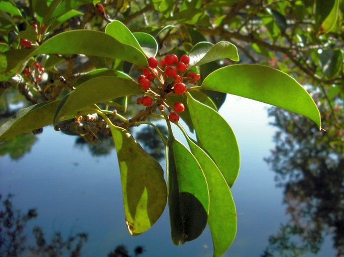 ILEX ROTUNDA Thunb. – cesmína kulatá