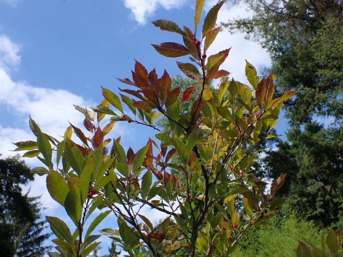 Ilex verticillata