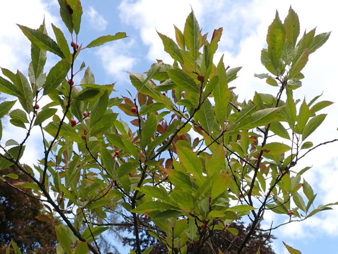 Ilex verticillata