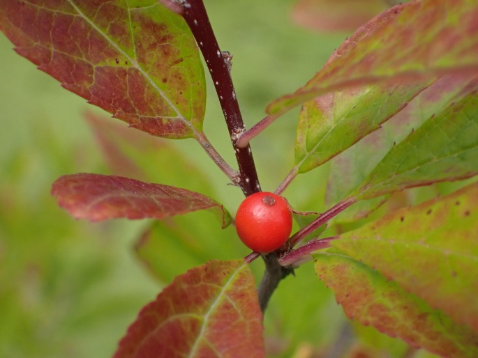 Ilex verticillata