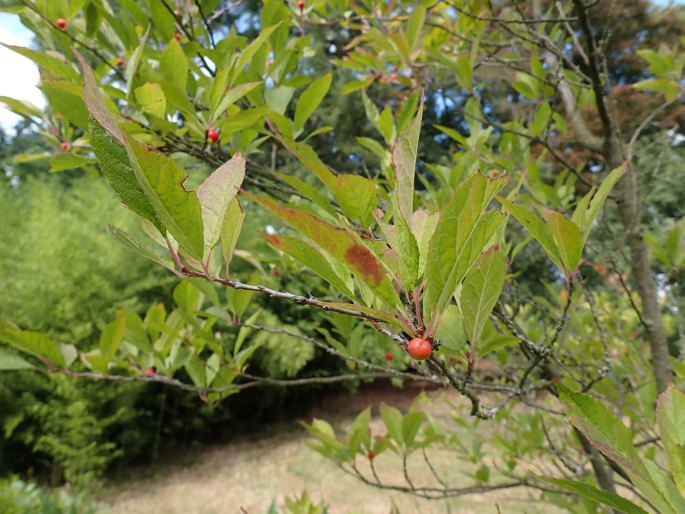 Ilex verticillata