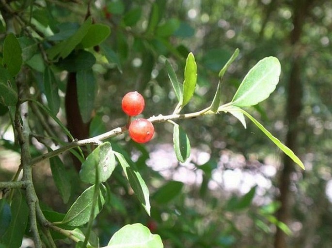 BOTANY.cz » ILEX VOMITORIA Aiton Yaupon, Yaupon Holly, Indian Tea, Winterberry, Christmasberry, Cassena, Evergreen Holly