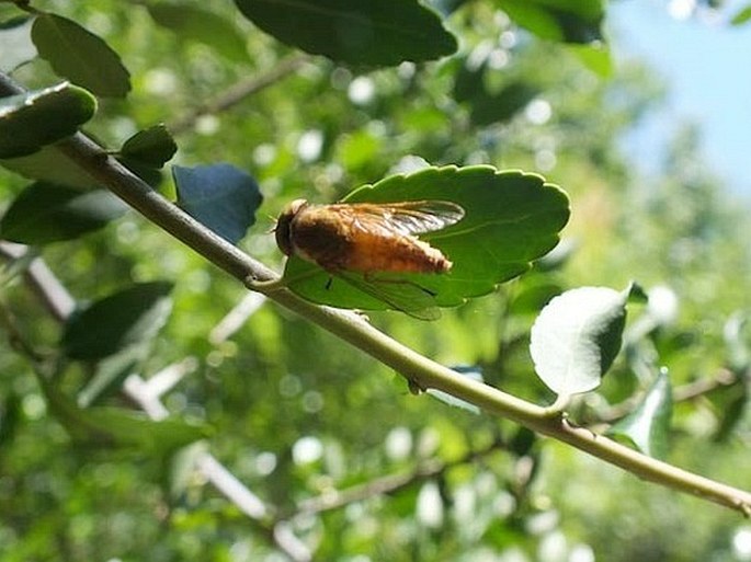 Ilex vomitoria