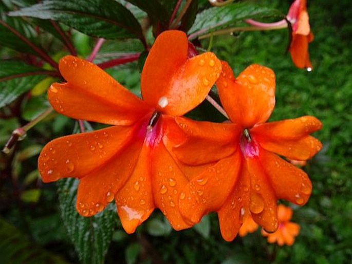 IMPATIENS HAWKERI W. Bull