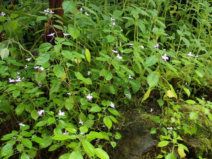 Impatiens hochstetteri