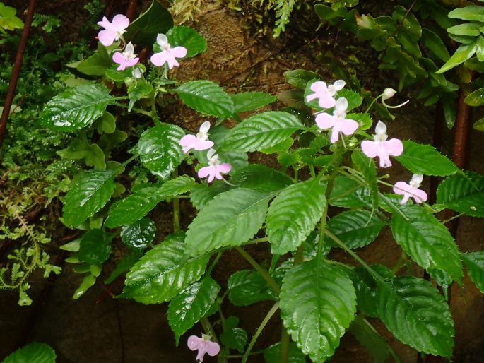 Impatiens hochstetteri