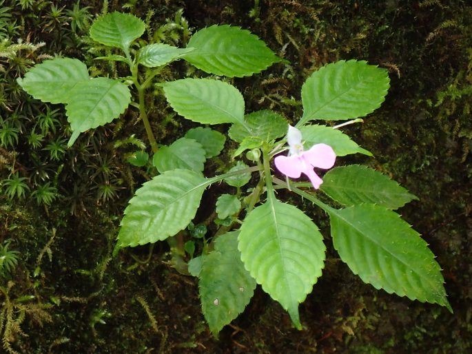 Impatiens hochstetteri