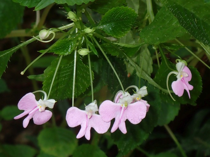 Impatiens hochstetteri