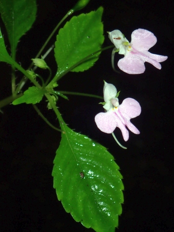 Impatiens hochstetteri