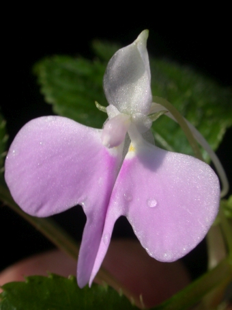 Impatiens hochstetteri