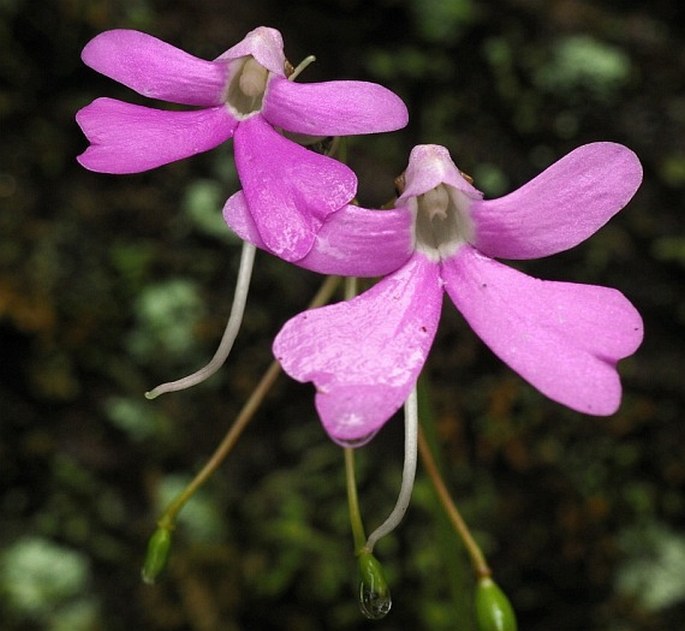 IMPATIENS ACAULIS Arn. – netýkavka