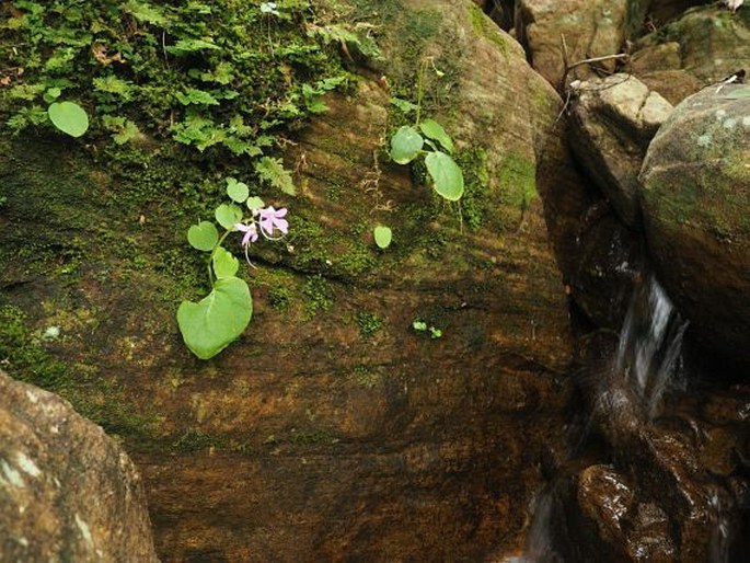 Impatiens acaulis