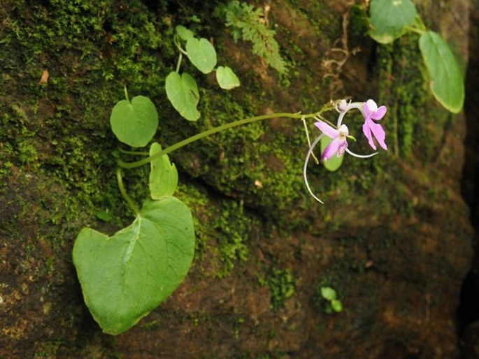 Impatiens acaulis