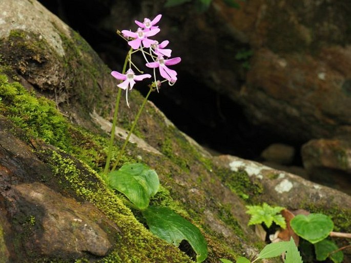 Impatiens acaulis