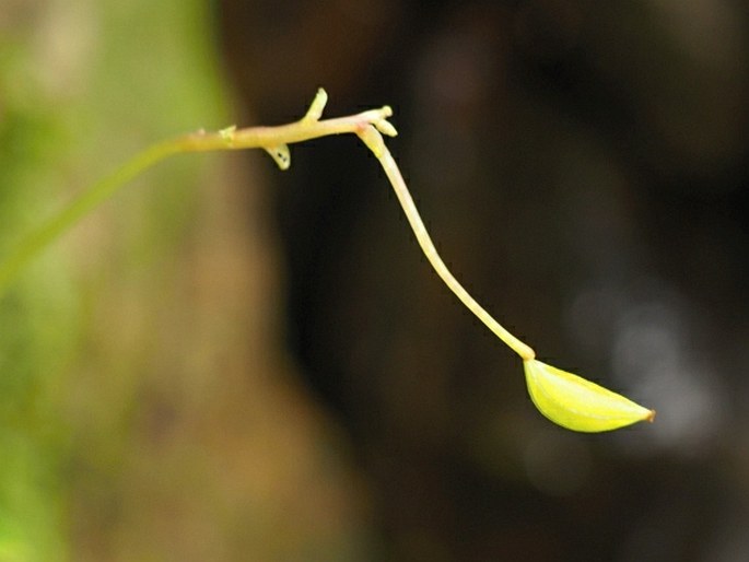 Impatiens acaulis